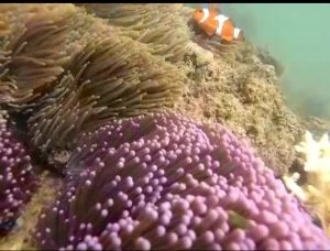 terumbu karang pulau pelangi